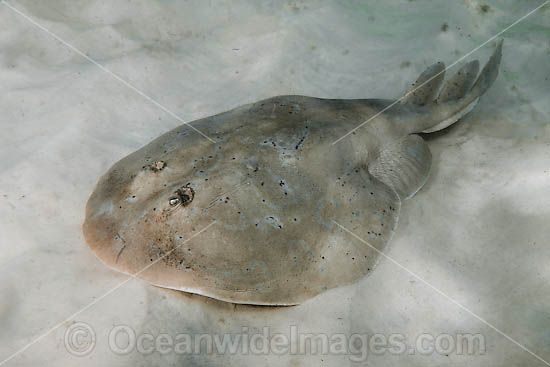 Lesser Electric Ray (Narcine bancroftii). Also known as Bancrofts Electric Ray. Previously confused with the Brazilian Electric Ray (Narcine brasiliensis). Panama City, Florida, USA, Gulf of Mexico. Photo - Andy Murch