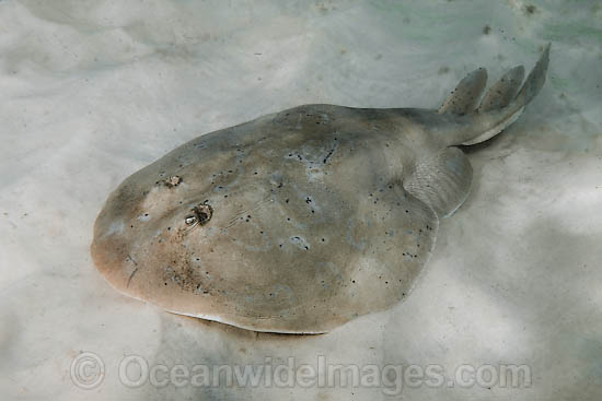 Lesser Electric Ray (Narcine bancroftii). Also known as Bancrofts Electric Ray. Previously confused with the Brazilian Electric Ray (Narcine brasiliensis). Panama City, Florida, USA, Gulf of Mexico. Photo - Andy Murch Lesser Electric Ray (Narcine bancroftii). Also known as Bancrofts Electric Ray. Previously confused with the Brazilian Electric Ray (Narcine brasiliensis). Panama City, Florida, USA, Gulf of Mexico. Photo - Andy Murch