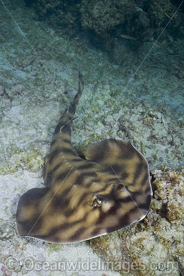 Banded Guitarfish (Zapteryx exasperata). Found in the eastern Pacific, where is it reported from central California south to Peru. Photo taken Sea of Cortez, Baja California, Mexico. Photo - Andy Murch