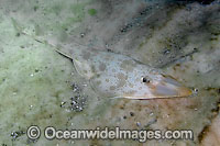 Atlantic Guitarfish Rhinobatos lentiginosus Photo - Andy Murch