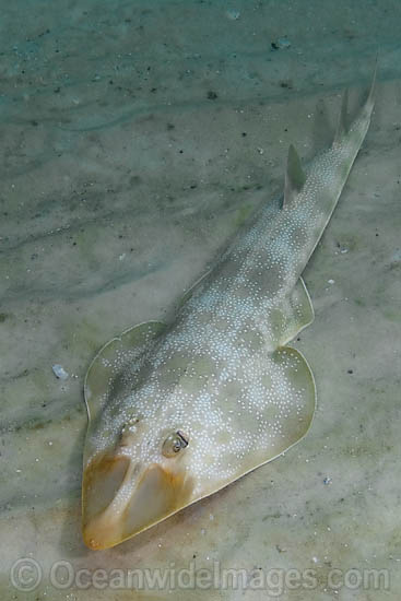 Atlantic Guitarfish Rhinobatos lentiginosus photo Atlantic Guitarfish Rhinobatos lentiginosus photo