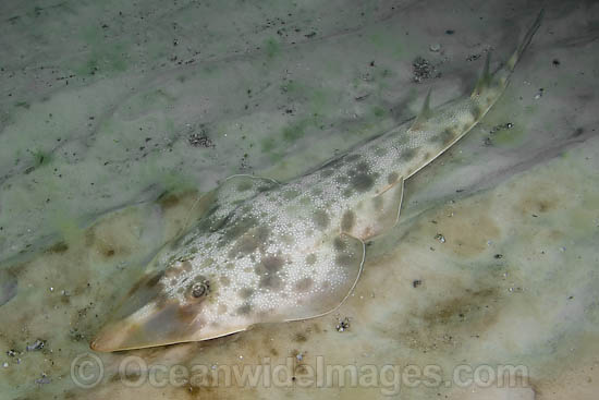 Atlantic Guitarfish (Rhinobatos lentiginosus). Panama City, Florida, USA, Gulf of Mexico. Photo - Andy Murch Atlantic Guitarfish (Rhinobatos lentiginosus). Panama City, Florida, USA, Gulf of Mexico. Photo - Andy Murch