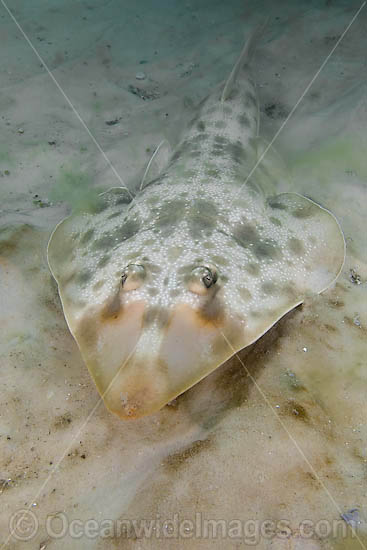 Atlantic Guitarfish (Rhinobatos lentiginosus). Panama City, Florida, USA, Gulf of Mexico. Photo - Andy Murch