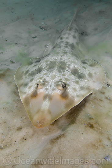 Atlantic Guitarfish (Rhinobatos lentiginosus). Panama City, Florida, USA, Gulf of Mexico. Photo - Andy Murch Atlantic Guitarfish (Rhinobatos lentiginosus). Panama City, Florida, USA, Gulf of Mexico. Photo - Andy Murch