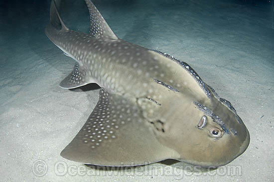 Shark Ray (Rhina ancylostoma). Also known as Bowmouth Guitarfish and Mud Skate. The only member of the Sharkfin Guitarfish family (Rhyncobatidae) with a broadly rounded snout. Found throughout Indo-Pacific west to South Africa. Photo taken Australia. Photo - Andy Murch Shark Ray (Rhina ancylostoma). Also known as Bowmouth Guitarfish and Mud Skate. The only member of the Sharkfin Guitarfish family (Rhyncobatidae) with a broadly rounded snout. Found throughout Indo-Pacific west to South Africa. Photo taken Australia. Photo - Andy Murch