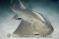 Shark Ray Rhina ancylostoma Photo - Andy Murch