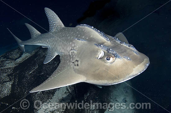 Shark Ray (Rhina ancylostoma). Also known as Bowmouth Guitarfish and Mud Skate. The only member of the Sharkfin Guitarfish family (Rhyncobatidae) with a broadly rounded snout. Found throughout Indo-Pacific west to South Africa. Photo taken Australia. Photo - Andy Murch