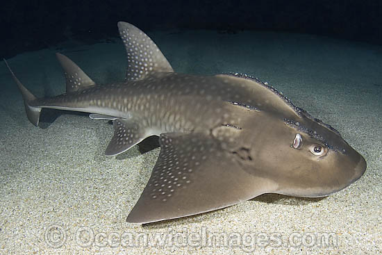 Shark Ray Rhina ancylostoma photo