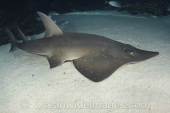 White-spotted Guitarfish (Rhynchobatus djiddensis). Also known as Giant Guitarfish, Sandshark, Whitespot Ray, Whitespot Shovelnose Ray, Sharkfin Ray and Shovelnose Shark. Found on Continental Shelf and tropical and warm temperate waters of Australia. Photo - Andy Murch White-spotted Guitarfish (Rhynchobatus djiddensis). Also known as Giant Guitarfish, Sandshark, Whitespot Ray, Whitespot Shovelnose Ray, Sharkfin Ray and Shovelnose Shark. Found on Continental Shelf and tropical and warm temperate waters of Australia. Photo - Andy Murch