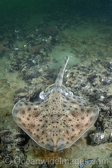 Little Skate photo Little Skate photo