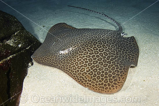 Leopard Whipray (Himantura undulata). Widespread in the Indo-West Pacific, north to the islands of Japan, also north Western Australia to Torres Strait, Australia. Photo - Andy Murch