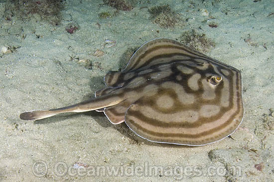 Bullseye Stingray Urobatis concentricus photo