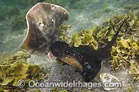 Round Stingray male and female Photo - Andy Murch