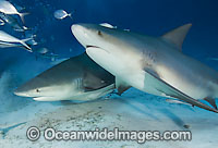 Bull Shark Carcharhinus leucas Photo - Andy Murch
