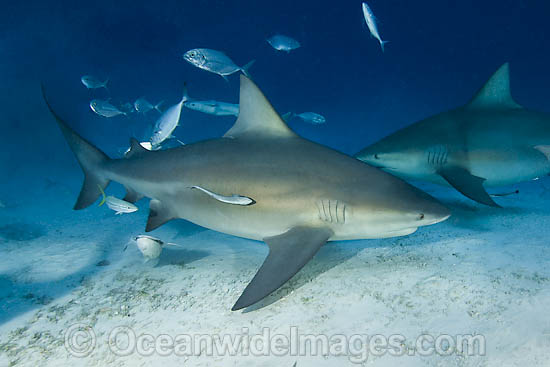 bull shark attack. ull shark attack in lake