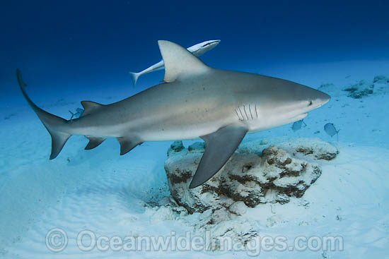 bull shark attacking. Bull Shark (Carcharhinus