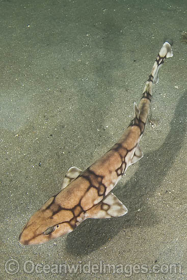 Chain Catshark Scyliorhinus retifer photo