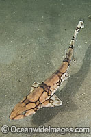 Chain Catshark Scyliorhinus retifer Photo - Andy Murch