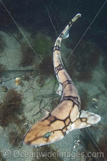 Chain Catshark Scyliorhinus retifer photo