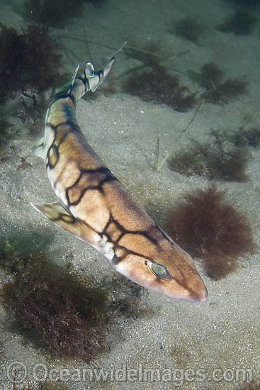Chain Catshark Scyliorhinus retifer photo