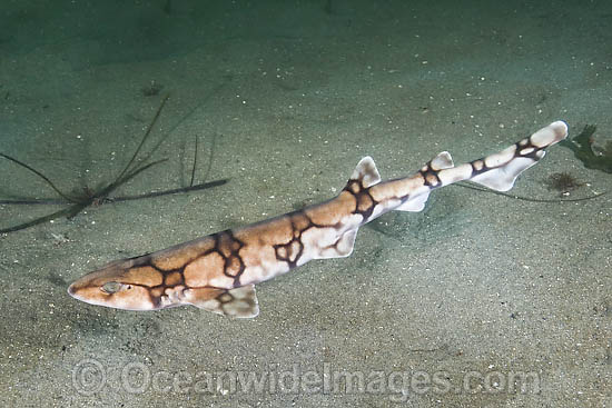 Chain Catshark (Scyliorhinus retifer). Also known as Chain dogfish. Found on the continental shelf and slope of parts of the Northwest and Western Central Atlantic. Photo taken Rhode Island, USA. Photo - Andy Murch Chain Catshark (Scyliorhinus retifer). Also known as Chain dogfish. Found on the continental shelf and slope of parts of the Northwest and Western Central Atlantic. Photo taken Rhode Island, USA. Photo - Andy Murch