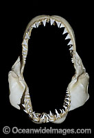 Great White Shark Jaws Photo - Andy Murch