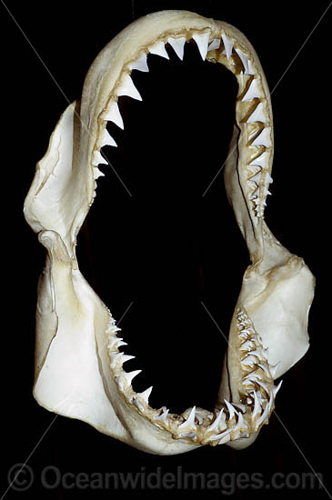 Great White Shark Jaws photo
