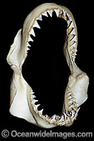 Great White Shark Jaws Photo - Andy Murch