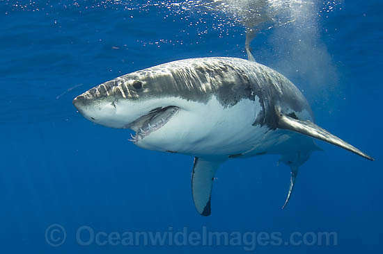 Great White Shark underwater photo