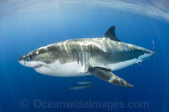 Great White Shark (Carcharodon carcharias) underwater. Found throughout the world's oceans. Protected in South Africa, Namibia, Australia, the USA and Malta. Photo taken Guadalupe Island, Mexico, Eastern Pacific Ocean. Photo - Andy Murch Great White Shark (Carcharodon carcharias) underwater. Found throughout the world's oceans. Protected in South Africa, Namibia, Australia, the USA and Malta. Photo taken Guadalupe Island, Mexico, Eastern Pacific Ocean. Photo - Andy Murch
