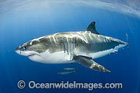Great White Shark underwater Photo - Andy Murch