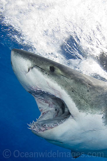 Great White Shark photo