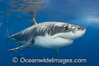 Great White Shark Photo - Andy Murch