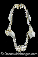 Sand Tiger Shark Jaws Photo - Andy Murch