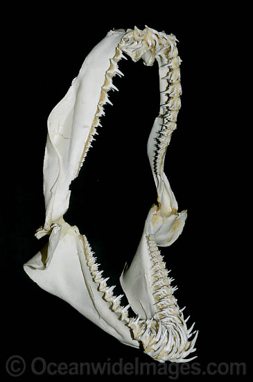 Sand Tiger Shark Jaws photo