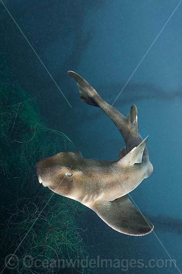 Horn Shark Heterodontus francisci photo