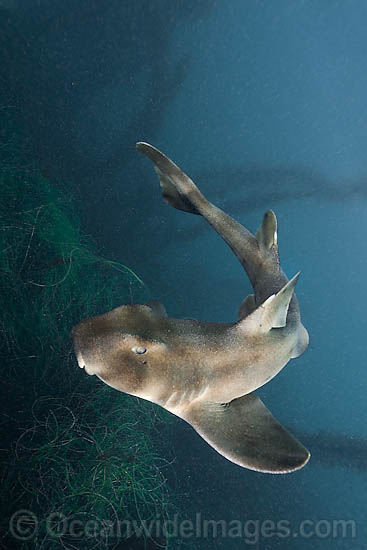 Horn Shark Heterodontus francisci photo Horn Shark Heterodontus francisci photo