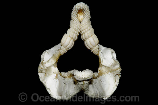 Port Jackson Shark Jaws photo