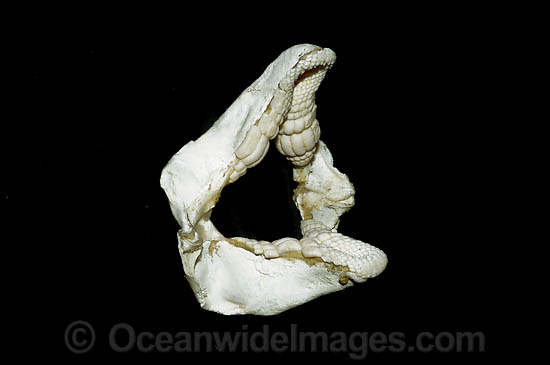 Port Jackson Shark Jaws photo