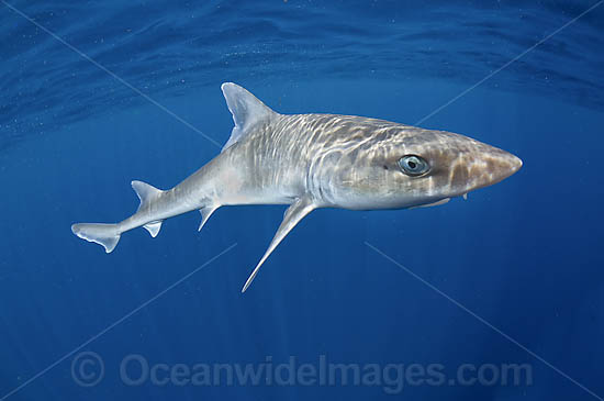 Gulf Smoothhound Shark photo