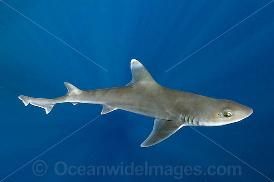 Gulf Smoothhound Shark Mustelus sinusmexicanus photo