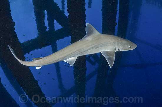 Gulf Smoothhound Shark (Mustelus sinusmexicanus) - swimming under an oil rig in the northern Gulf of Mexico, Louisiana, USA. Found in tropical waters of the continental shelves of the western central Atlantic. Photo - Andy Murch Gulf Smoothhound Shark (Mustelus sinusmexicanus) - swimming under an oil rig in the northern Gulf of Mexico, Louisiana, USA. Found in tropical waters of the continental shelves of the western central Atlantic. Photo - Andy Murch