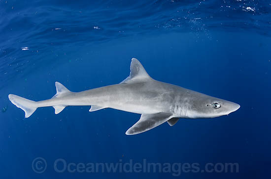http://www.oceanwideimages.com/images/13874/large/43M2642-04-gulf-smoothhound-shark.jpg