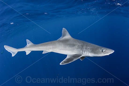 Gulf Smoothhound Shark photo
