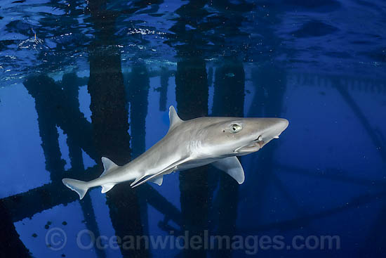 Gulf Smoothhound Shark (Mustelus sinusmexicanus) - swimming under an oil rig in the northern Gulf of Mexico, Louisiana, USA. Found in tropical waters of the continental shelves of the western central Atlantic. Photo - Andy Murch Gulf Smoothhound Shark (Mustelus sinusmexicanus) - swimming under an oil rig in the northern Gulf of Mexico, Louisiana, USA. Found in tropical waters of the continental shelves of the western central Atlantic. Photo - Andy Murch