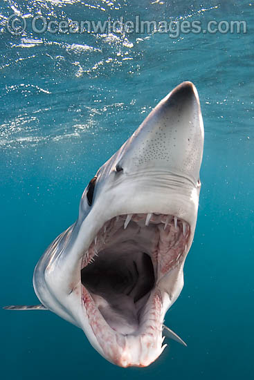 Shortfin Mako Shark photo Shortfin Mako Shark photo