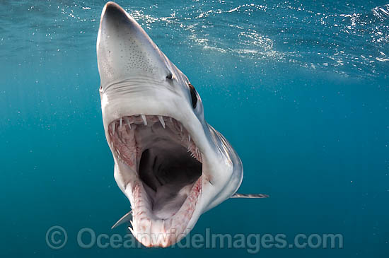 Shortfin Mako Shark photo Shortfin Mako Shark photo