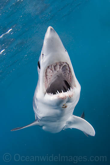 Shortfin Mako Shark Isurus oxyrinchus photo Shortfin Mako Shark Isurus oxyrinchus photo