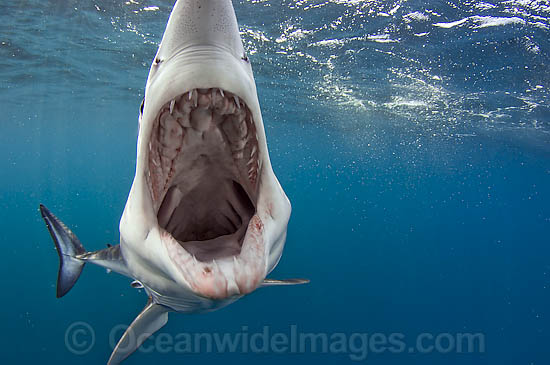 Shortfin Mako Shark underwater