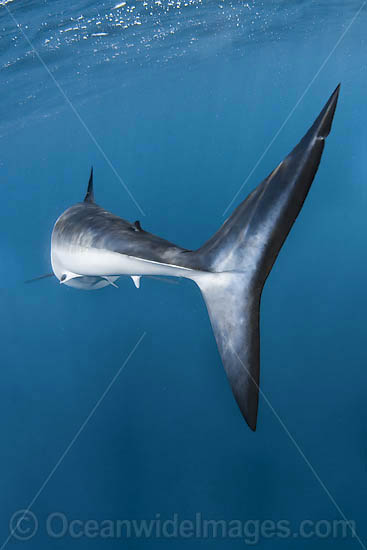 Shortfin Mako Shark underwater photo